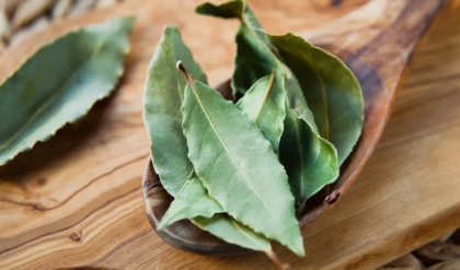 তেজপাতা কি শুধুই মশলা? এর ওষধি গুণ জানলে চায়ের বদলে রোজ খাবেন তেজপাতা ভেজানো জল!