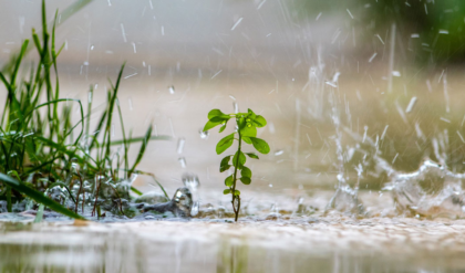 ঝড়-বৃষ্টিতে কি তছনছ হবে আপনার বাগান? সাধের গাছের শিকড় বাঁচাতে আজই করুন এই কাজ!