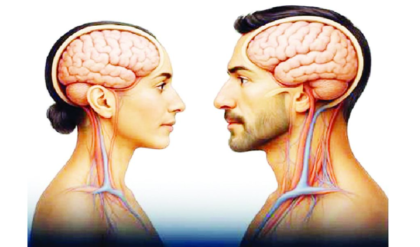 নারী না কি পুরুষ, কার বুদ্ধি বেশি? মস্তিষ্কের আকার নিয়ে বিজ্ঞানের এই গোপন তথ্য জানলে চমকে উঠবেন!