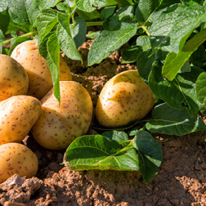 আলু তুলতে না তুলতেই মালামাল হওয়ার সুযোগ! কৃষকদের জন্য কৃষি বিজ্ঞানীদের মাস্টারপ্ল্যান