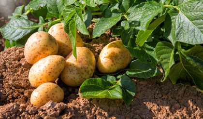 আলু তুলতে না তুলতেই মালামাল হওয়ার সুযোগ! কৃষকদের জন্য কৃষি বিজ্ঞানীদের মাস্টারপ্ল্যান