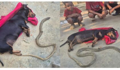 বিশ্বস্ততার চরম নিদর্শন! বিষধর গোখরোর ছোবল থেকে মালকিনকে বাঁচাতে গিয়ে প্রাণ দিল ‘ফোনি’