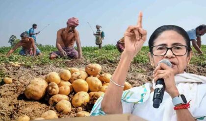আলু ১২ টাকা কেজি, চাষি পাচ্ছেন মাত্র ১ টাকা! মাঝপথে কে হাপিশ করছে বাকি ১১ টাকা?