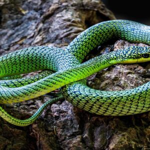 প্রকৃতির বিস্ময়! কম্বোডিয়ার রহস্যময় গুহায় মিলল ‘উড়ন্ত’ সাপ ও অদ্ভুত রঙের কেন্নোর হদিস