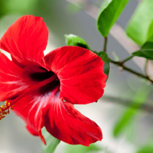 খেলতে খেলতে জবা ফুল মুখে পুরতেই বিপত্তি! কর্ণাটকে প্রাণ গেল সাড়ে ৬ মাসেরর শিশুর