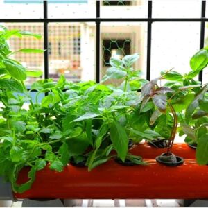 আধুনিক পদ্ধতিতে গাছ লাগাচ্ছেন? সোয়েললেস গার্ডেনিং-এর এই ‘সিক্রেট’ না জানলে সব গাছ মারা যাবে!