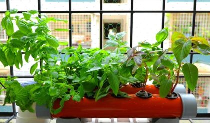 আধুনিক পদ্ধতিতে গাছ লাগাচ্ছেন? সোয়েললেস গার্ডেনিং-এর এই ‘সিক্রেট’ না জানলে সব গাছ মারা যাবে!