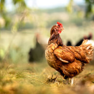 মুরগির পরনে ডায়াপার! ক্লাসরুম থেকে সেমিনার—কোথাও সঙ্গ ছাড়ে না ‘স্যাটারডে’, অবাক কাণ্ড অধ্যাপিকার