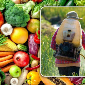 বাজারে বিষ খাচ্ছেন না তো? নিজের ছাদেই ফলান টাটকা সবজি, সহজ এই ৫টি উপায়ে!