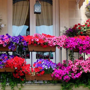 শহুরে জীবনে এক চিলতে সবুজ! রোদ ছাড়াই বাগান করার এই সহজ পদ্ধতিটি জানলে অবাক হবেন আপনিও