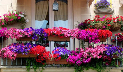 শহুরে জীবনে এক চিলতে সবুজ! রোদ ছাড়াই বাগান করার এই সহজ পদ্ধতিটি জানলে অবাক হবেন আপনিও