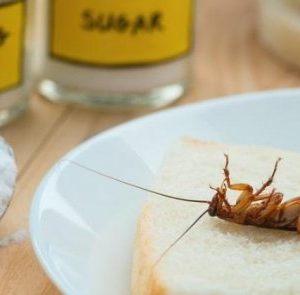 তেলাপোকার যন্ত্রণায় অতিষ্ঠ? ঘরোয়া এই ১টি জিনিস ব্যবহারেই পালাবে পুরো বংশ!