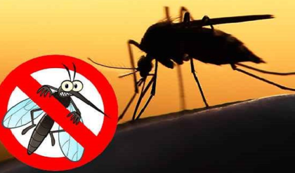 মশার উপদ্রবে অতিষ্ঠ? আজই ট্রাই করুন আয়ুর্বেদিক এই ঘরোয়া টোটকাগুলো