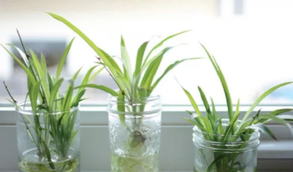 মাটি ছাড়াই ঘরে ফলান ফ্রেশ হার্বস! গ্লাস ভর্তি জলেই হবে বাগান