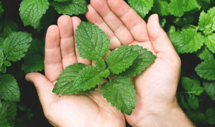 ফেসওয়াশ থাকুক দূরে! পুদিনা পাতায় ফিরবে ত্বকের হারানো লাবণ্য।