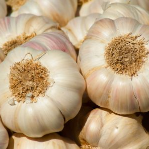 বিঘায় খরচ ৫০ হাজার, অথচ লাভ নেই কানাকড়িও! সাগরপাড়ার রসুন চাষিদের মাথায় হাত