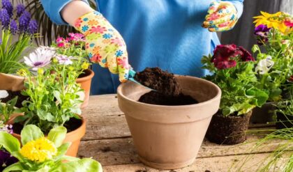 ফ্ল্যাটে বাগান করার শখ? মাটি ছাড়াই ঘরে আনুন সবুজ বিপ্লব, যত্নের টিপস জেনে নিন