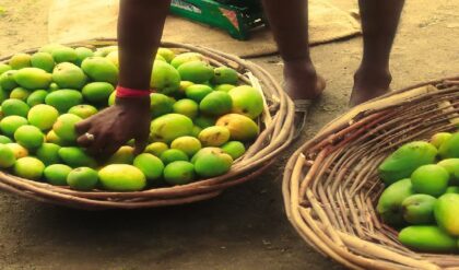বিদেশে আম পাঠানোয় বড় ধাক্কা! লোহিত সাগরে অস্থিরতায় কন্টেনার সঙ্কট, বহুমূল্য আম নষ্ট হওয়ার আশঙ্কা বিদেশে আম পাঠানোয় বড় ধাক্কা! লোহিত সাগরে অস্থিরতায় কন্টেনার সঙ্কট, বহুমূল্য আম নষ্ট হওয়ার আশঙ্কা