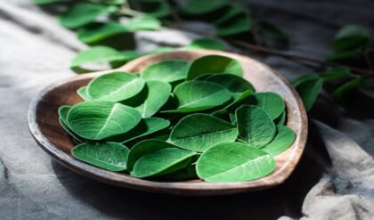 রোজ এক চামচ সজনে পাতার গুঁড়ো খেলেই কেল্লাফতে! ওজন কমবে তরতরিয়ে, হার্ট থাকবে চনমনে