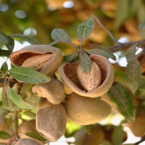 কাজু থেকে আখরোট— বাজারজাত করার আগে আসলে কেমন থাকে এই দামি বাদামগুলো? চিনে রাখা জরুরি!