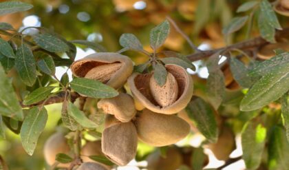 কাজু থেকে আখরোট— বাজারজাত করার আগে আসলে কেমন থাকে এই দামি বাদামগুলো? চিনে রাখা জরুরি!