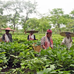 “ভোট আসে ভোট যায়, আমাদের কপাল ফেরে না!” চা-শ্রমিকদের চোখের জলে ভিজছে ডুয়ার্স, এবার কী বদলাবে দিন?