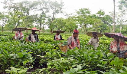 “ভোট আসে ভোট যায়, আমাদের কপাল ফেরে না!” চা-শ্রমিকদের চোখের জলে ভিজছে ডুয়ার্স, এবার কী বদলাবে দিন?