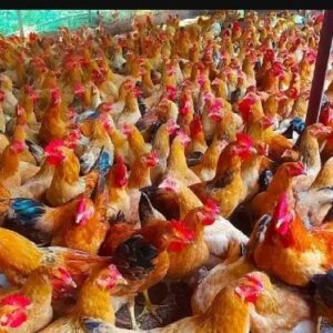 ভোটের মুখে ‘সোনার মুরগি’! ভোটারদের মাংস-ভাত খাওয়াতে গিয়ে ফতুর প্রার্থীরা, মাথায় হাত নেতাদের!