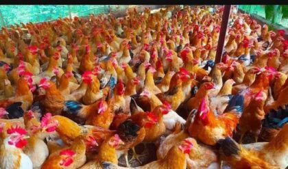 ভোটের মুখে ‘সোনার মুরগি’! ভোটারদের মাংস-ভাত খাওয়াতে গিয়ে ফতুর প্রার্থীরা, মাথায় হাত নেতাদের!