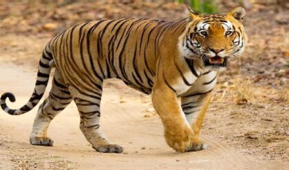 “উত্তরাখণ্ডের জঙ্গল বাঁচাতে মোদী সরকারের বড় পদক্ষেপ! খনি মাফিয়াদের রুখে দিয়ে ১৯টি প্রস্তাব খারিজ”