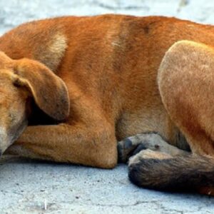 নিজের প্রাণ দিয়ে যমদূতকে রুখল সে! স্কুলে শিশুদের সামনে বিষধর সাপ, দেবদূতের মতো ঝাঁপিয়ে পড়ল পথকুকুর!