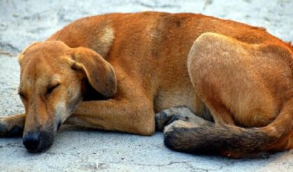 নিজের প্রাণ দিয়ে যমদূতকে রুখল সে! স্কুলে শিশুদের সামনে বিষধর সাপ, দেবদূতের মতো ঝাঁপিয়ে পড়ল পথকুকুর!