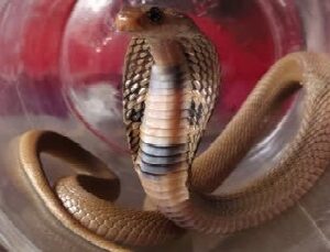 প্যান্টের ভেতরেই বিষধর সাপ! এক ছোবলেই সব শেষ, প্রকৃতির কোলে মর্মান্তিক মৃত্যু পর্যটকের!