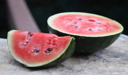 বাজারে কি তরমুজের নামে বিষ বিক্রি হচ্ছে? একই পরিবারের ৪ জনের মর্মান্তিক মৃত্যুতে হুলুস্থুল!