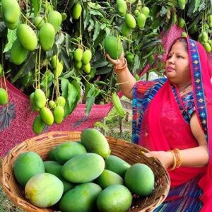 মিষ্টি আমের স্বাদে তেতো যুদ্ধের ছোঁয়া! ইরান-ইসরায়েল সংঘাতে ভারতের আম রপ্তানি কি তলানিতে?