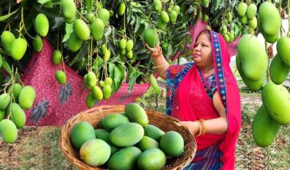 মিষ্টি আমের স্বাদে তেতো যুদ্ধের ছোঁয়া! ইরান-ইসরায়েল সংঘাতে ভারতের আম রপ্তানি কি তলানিতে?