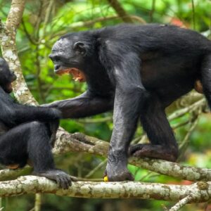 শান্তির নীড়ে রক্তের হোলি! কেন হঠাৎই একে অপরের ‘জান লড়িয়ে’ দিল শিম্পাঞ্জিরা?