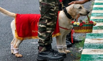 ভারতীয় সেনাবাহিনীতে চাকরির সুবর্ণ সুযোগ! ভেটেরিনারি পাশ করলেই মিলবে অফিসার হওয়ার সুযোগ! ২. দেশের সেবায় যোগ দিন! ভারতীয় সেনার RVC-তে নিয়োগের বিজ্ঞপ্তি প্রকাশ, জানুন আবেদনের শেষ