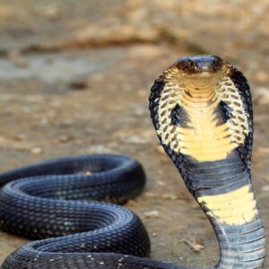 একই ভেবে ভুল করবেন না! কোবরা আর কিং কোবরার পার্থক্য জানলে চমকে উঠবেন আপনিও