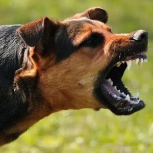 স্ত্রীর ‘ডগ স্কোয়াড’ বনাম স্বামীর প্রাণ ওষ্ঠাগত! কুকুরের অত্যাচারে নাজেহাল স্বামী ছুটলেন ডিভোর্সের আদালতে