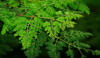 ম্যাজিক পাউডার! রোজ এক চামচ সজনে পাতাতেই জব্দ হবে সুগার ও কোলেস্টেরল; জেনে নিন খাওয়ার সঠিক নিয়ম ২. ডায়াবেটিস থেকে হার্টের সমস্যা— সব ম্যাজিক পাউডার! রোজ এক চামচ সজনে পাতাতেই জব্দ হবে সুগার ও কোলেস্টেরল; জেনে নিন খাওয়ার সঠিক নিয়ম ২. ডায়াবেটিস থেকে হার্টের সমস্যা— সব