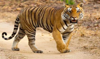 খনি নয়, বন্যপ্রাণীই আগে!’ রাজাজি ও বেনোগ নিয়ে ঐতিহাসিক সিদ্ধান্ত দিল্লির, বিপাকে উত্তরাখণ্ড সরকার!