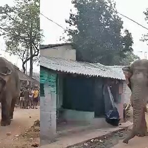 “ভোট দিতে এল হাতি!”-কড়া নিরাপত্তা’এড়িয়ে বুথে হাজির স্বয়ং ‘রামলাল’, হুলস্থুল ঝাড়গ্রামে!
