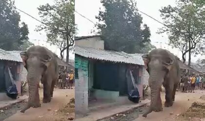 “ভোট দিতে এল হাতি!”-কড়া নিরাপত্তা’এড়িয়ে বুথে হাজির স্বয়ং ‘রামলাল’, হুলস্থুল ঝাড়গ্রামে!