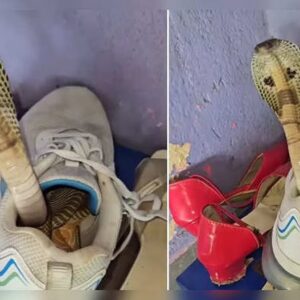 জুতোই কি সাপের নতুন আস্তানা? কেন ইদানীং জুতোর ভেতরেই কুণ্ডলী পাকাচ্ছে সাপ?