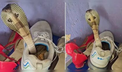 জুতোই কি সাপের নতুন আস্তানা? কেন ইদানীং জুতোর ভেতরেই কুণ্ডলী পাকাচ্ছে সাপ?