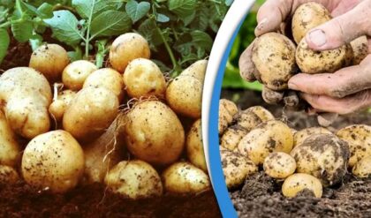 “৩২ হাজার খরচ করে আয় মাত্র ১৬ হাজার!”-নির্বাচনের মুখে সিঙ্গুরে আলু চাষিদের মাথায় হাত