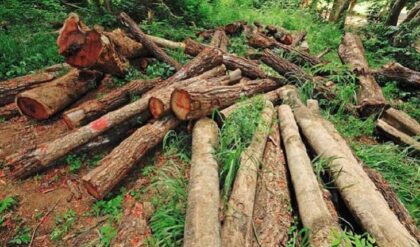 সবুজ কমছে না বাড়ছে? দাবদাহের নেপথ্যে কি শুধুই বন নিধন? উঠে এল বিস্ফোরক তথ্য!