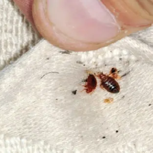 ছারপোকার যন্ত্রণায় রাতে ঘুম উড়েছে? ঘরোয়া এই ৪ টোটকায় এক রাতেই হবে বংশ নির্মূল!