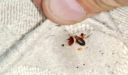 ছারপোকার যন্ত্রণায় রাতে ঘুম উড়েছে? ঘরোয়া এই ৪ টোটকায় এক রাতেই হবে বংশ নির্মূল!